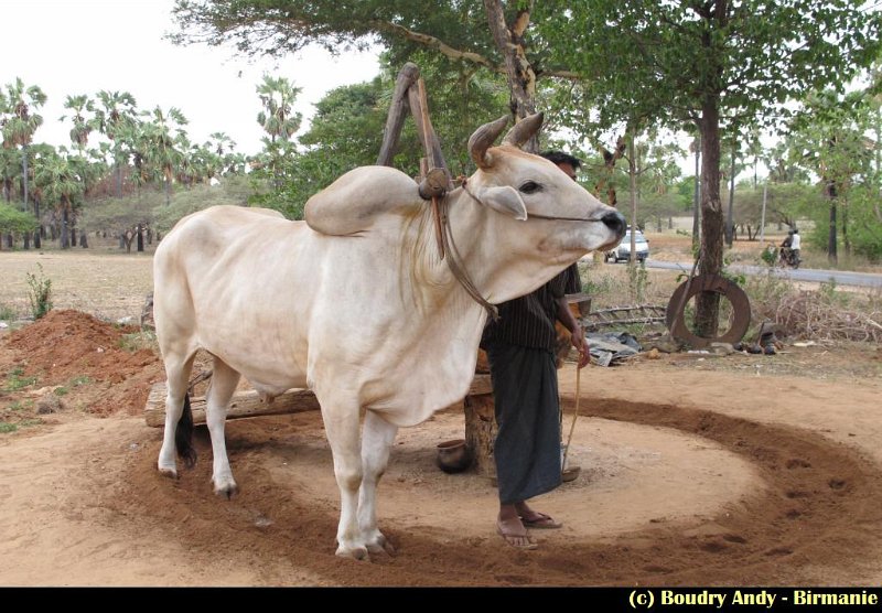 Boudry Andy - Magnifique Birmanie - 647.JPG